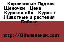 Карликовые Пуделя Щеночки › Цена ­ 7 000 - Курская обл., Курск г. Животные и растения » Собаки   